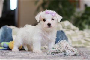 Tatiana - puppy for sale