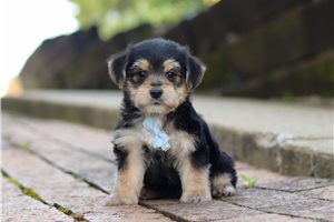 Elmo - puppy for sale