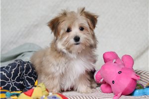 Kristopher - puppy for sale