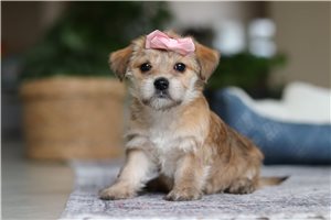 Savannah - puppy for sale