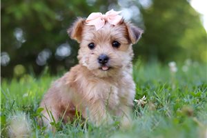 Delaney - puppy for sale