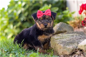 Naula - puppy for sale