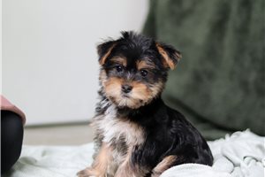 Silica - puppy for sale