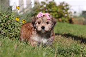 Naomi - puppy for sale