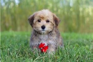 Jeter - Morkie / Yorktese for sale
