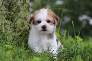 Archer - puppy for sale
