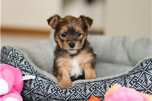 Alice - puppy for sale