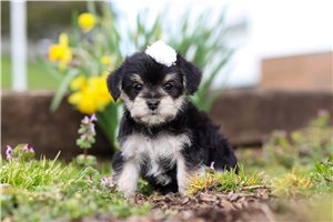 Cindy - Morkie / Yorktese for sale