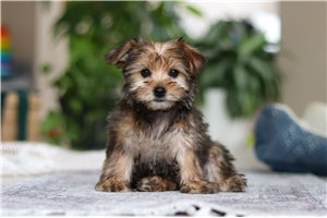 Ariel - Morkie / Yorktese for sale