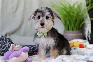 Kurt - puppy for sale