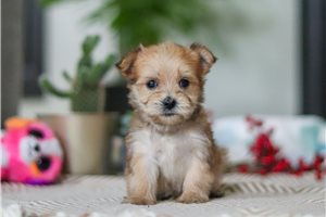 Kaleb - puppy for sale
