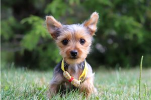 Anastasia - puppy for sale