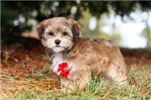 Drake - puppy for sale