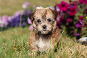 Elise - puppy for sale
