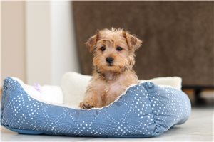 April - Morkie / Yorktese for sale