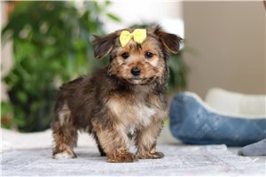 Alana - Morkie / Yorktese for sale