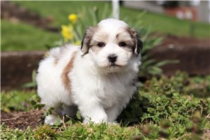 Daffodil - Morkie / Yorktese for sale