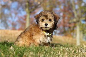 Ernest - puppy for sale