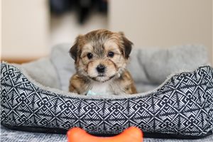 Asher - puppy for sale