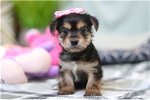 Jade - puppy for sale