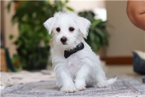 Tucker - Morkie / Yorktese for sale