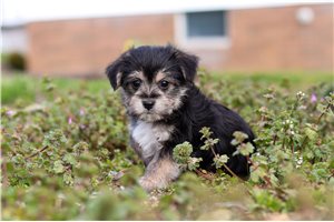 Colton - Morkie / Yorktese for sale