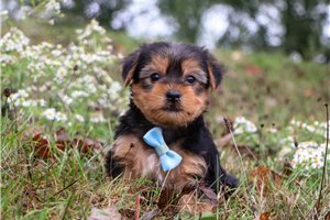 Peanut - puppy for sale