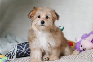 Kurtis - puppy for sale