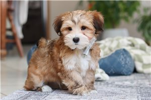 Mason - puppy for sale