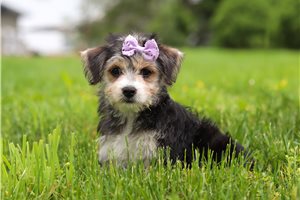 Brittany - puppy for sale
