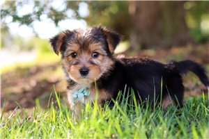 Lucas - puppy for sale
