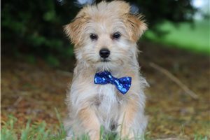 Charlie - puppy for sale