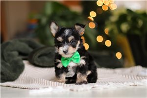 Michael - puppy for sale