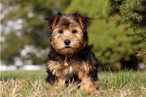 Picasso - puppy for sale