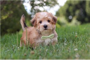 Gabe - Morkie / Yorktese for sale