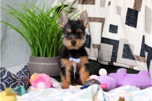 Frank - puppy for sale