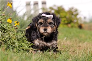 Naralee - puppy for sale