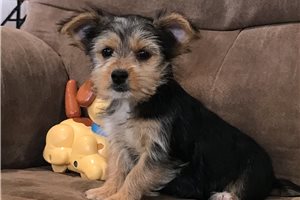 Lily - puppy for sale