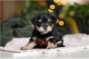 Mateo - puppy for sale