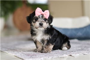 Sienna - puppy for sale