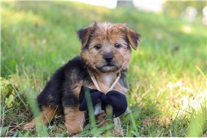 Nick - puppy for sale