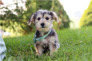 Bodie - puppy for sale