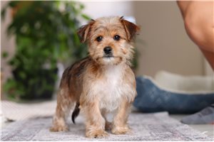 Zendeya - Morkie / Yorktese for sale
