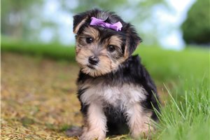 Jira - puppy for sale