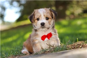 Neon - puppy for sale