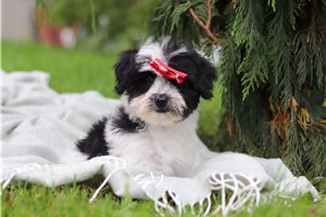 Amor - puppy for sale
