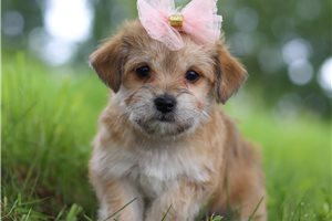 Breslin - puppy for sale