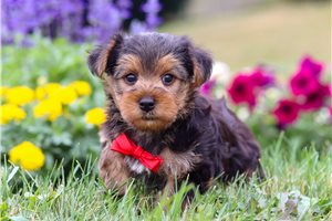 Arnold - puppy for sale