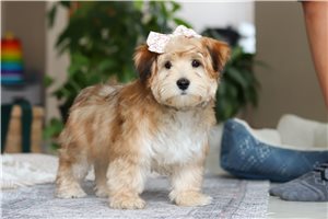 Zelda - puppy for sale