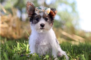 Amari - puppy for sale